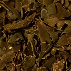 Chaluha bublinatá, Fucus vesiculosus (4)