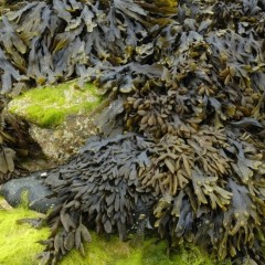 Chaluha bublinatá, Fucus vesiculosus (5)