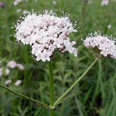 Kozlík kořen, Radix valerianae (3)