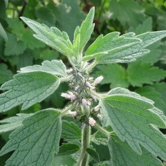 Srdečník nať, Herba leonuri (5)